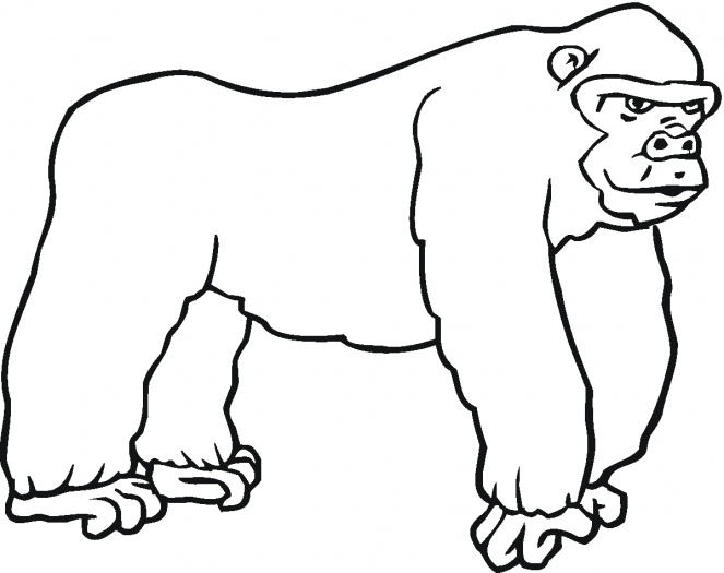 Gorilla Coloring Pages | Clipart library - Free Clipart Images