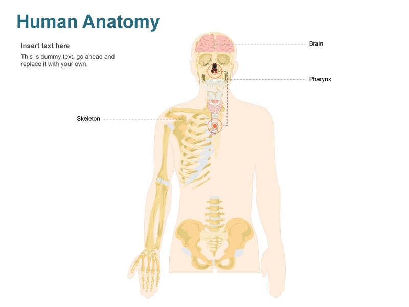 human body illustration free download