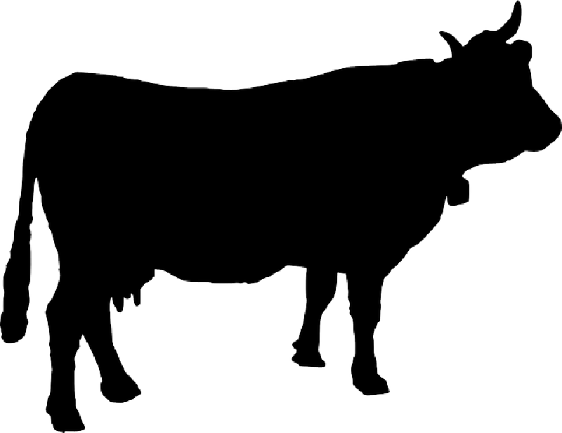 CATTLE, COW, COWBELL, SILHOUETTE, ANIMAL, FARM ANIMAL - Public 