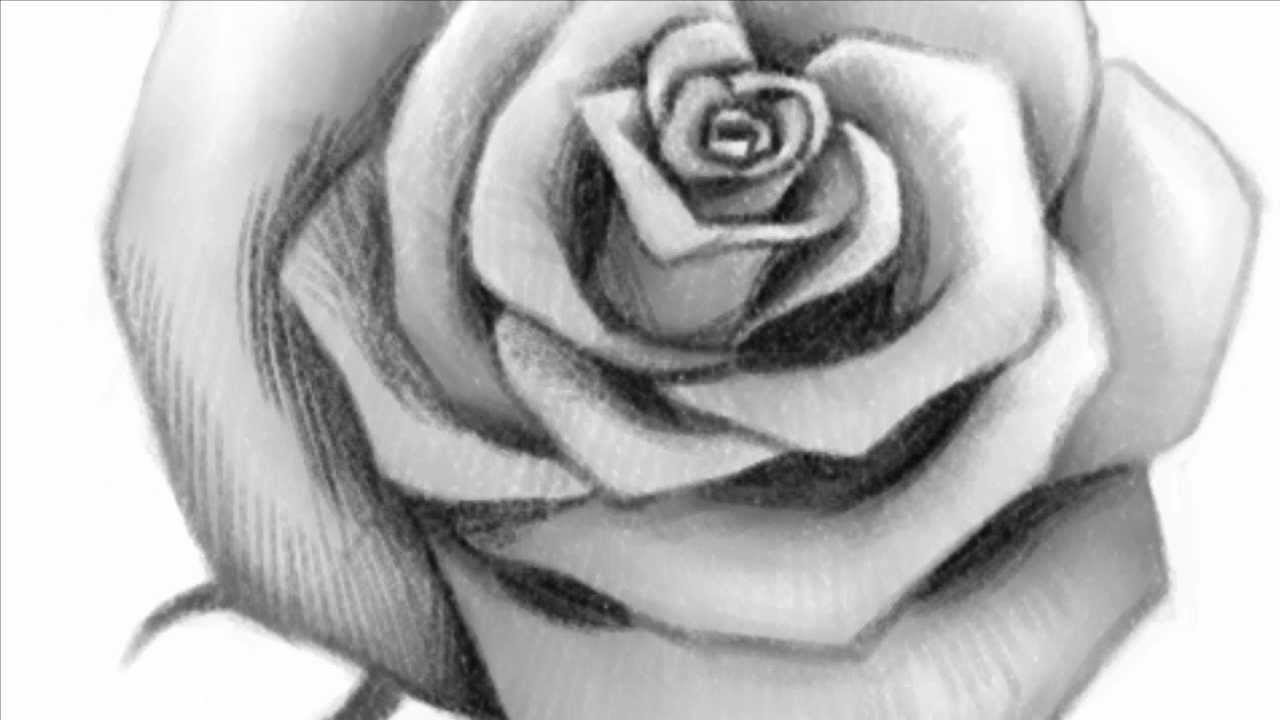 How to Draw an Open Rose - YouTube