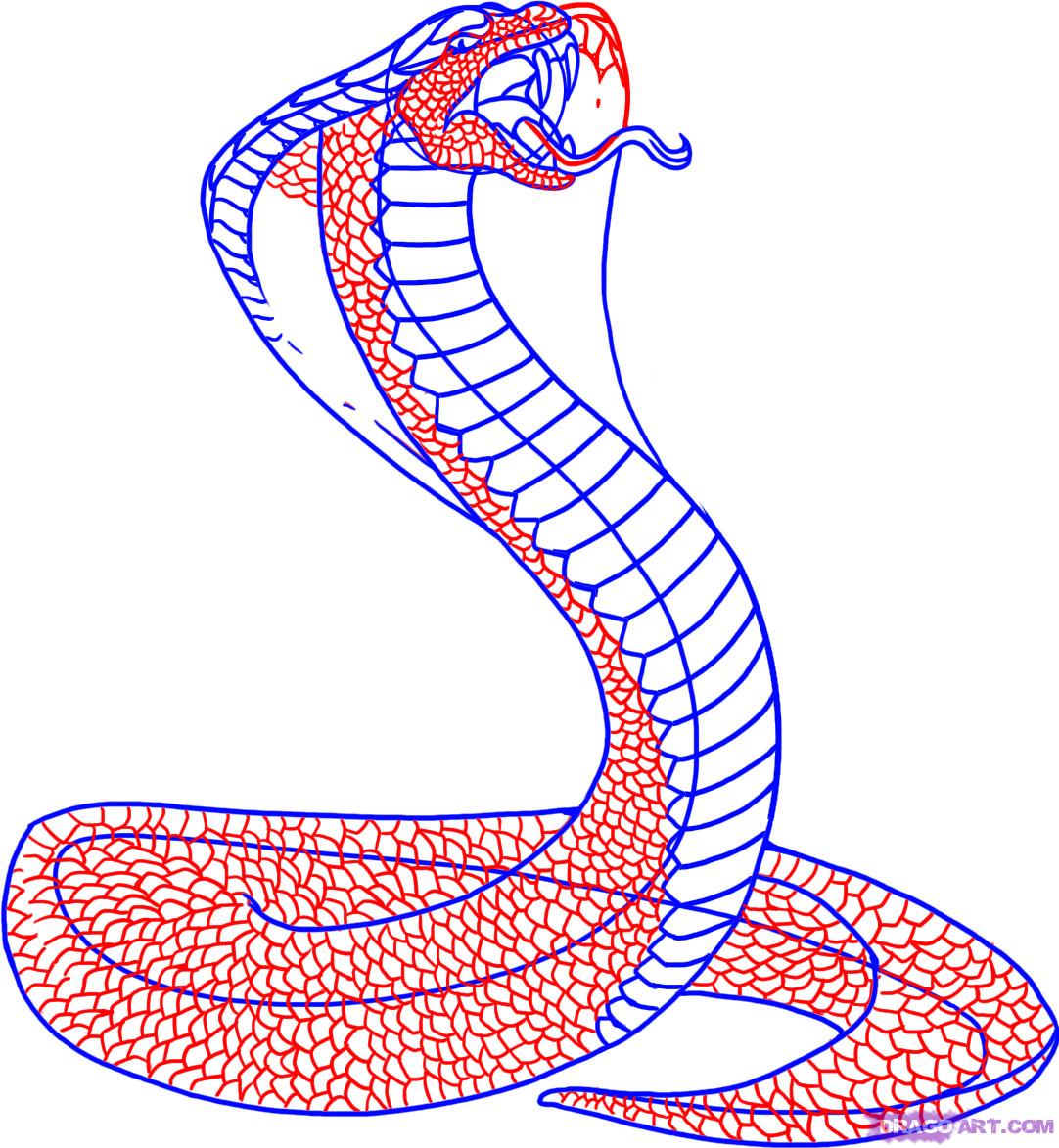 How To Draw a Snake 10 Easy Drawing Projects