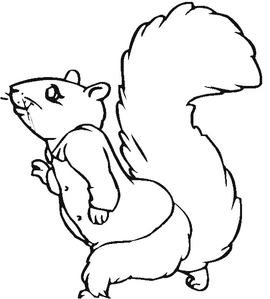 Free Flying Squirrel Coloring Page, Download Free Flying Squirrel ...
