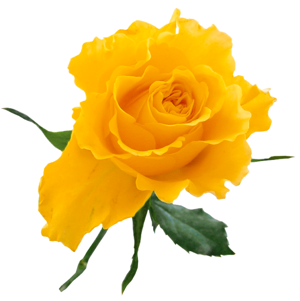 Yellow Rose Transparent Png Clip Art Image Roses Pint - vrogue.co