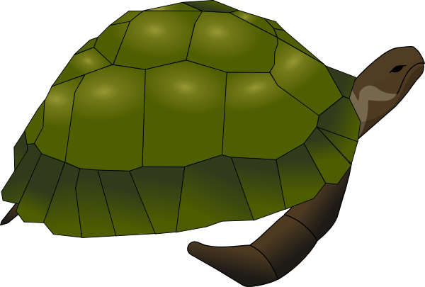 Green Turtle Illustration - Detailed Vector Art for Educational Use