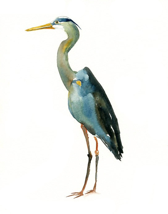 GREAT BLUE HERON 5x7 Print | Clipart library - Free Clipart Images