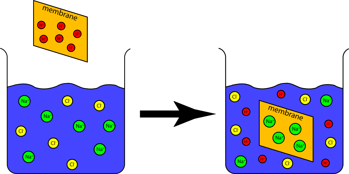 Ion-Selective Membrane Function Explained | Electrochemistry Visualization