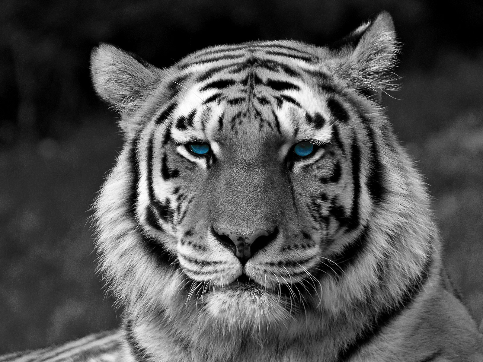 Create a Morph in Photoshop Tutorial Half Girl-Half Tiger 