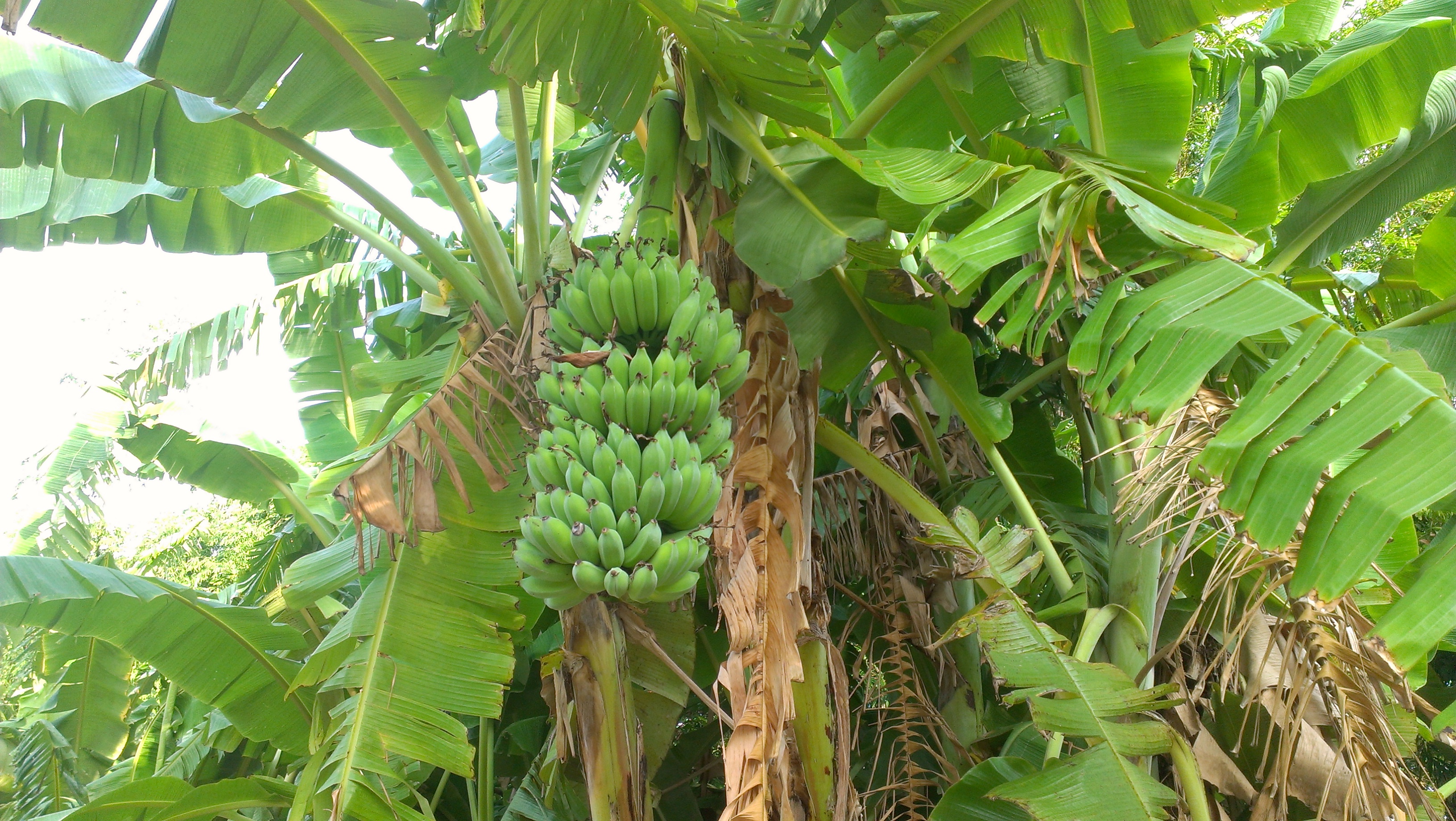 Банановое Дерево Растение