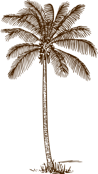 Create a graphic depicting a relaxed island. Draw palm trees