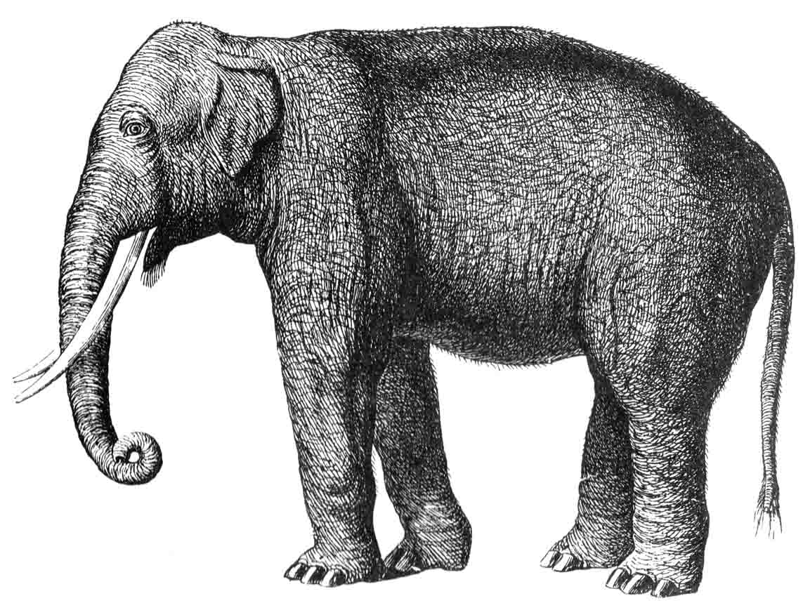 Free Elephant Drawings, Download Free Elephant Drawings png images ...