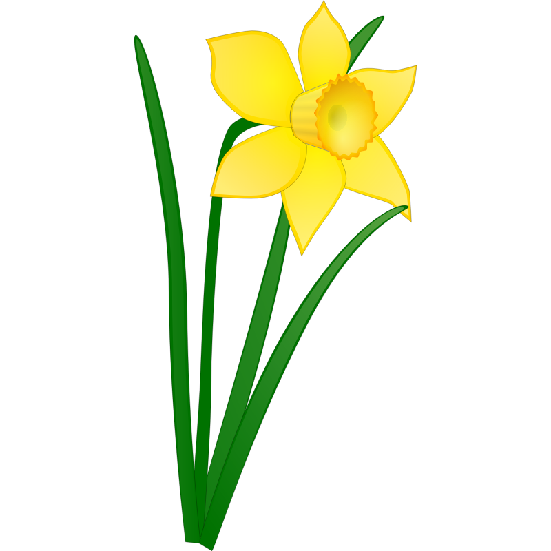 transparent background daffodils png - Clip Art Library