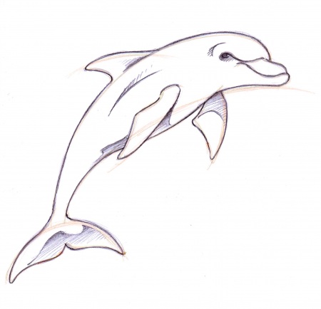 Dolphin Drawing Tutorial - How to draw Dolphin step by step