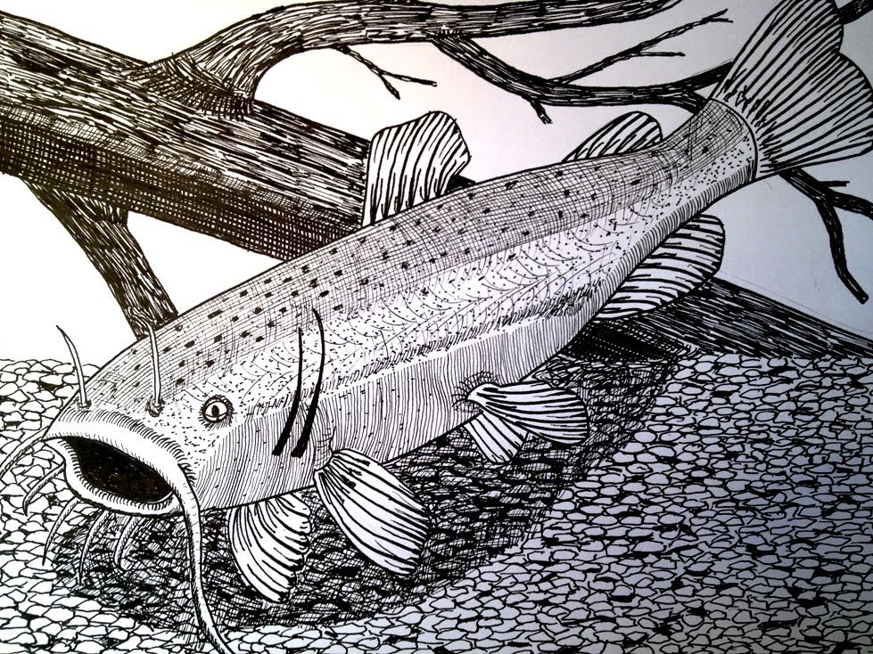 Catfish Drawing Tips and Tricks to Create Your Own