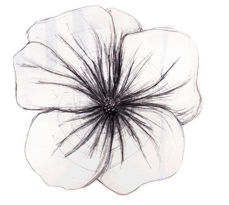 Linen flower sketch engraving vector illustration. t-shirt apparel print  design. scratch board imitation. black and white | CanStock