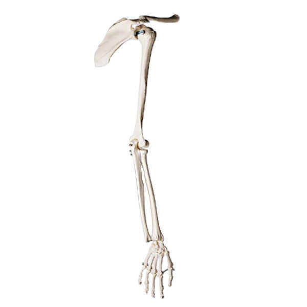 Free Skeleton Arm, Download Free Skeleton Arm png images, Free