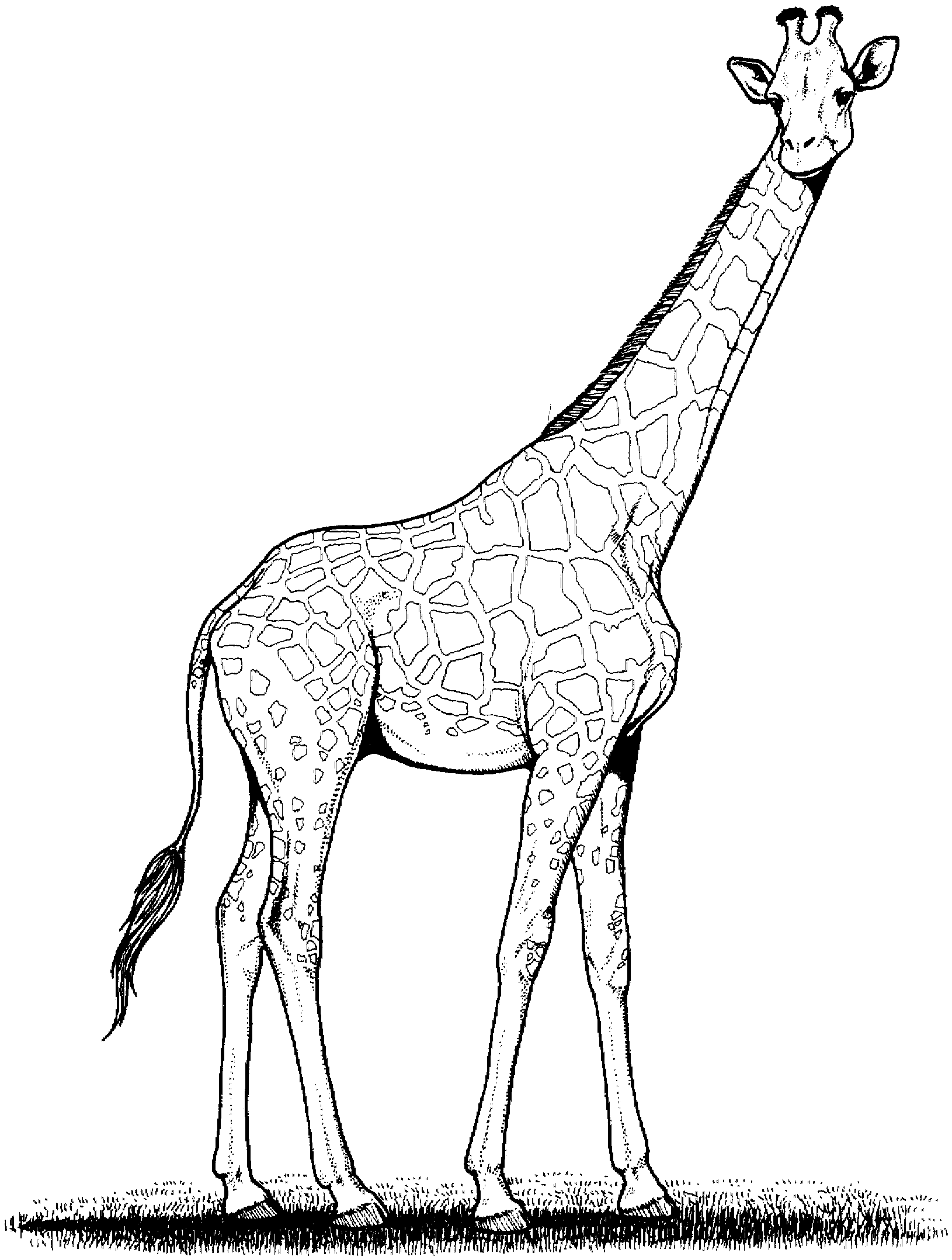 outline giraffe clip art black and white Clip Art Library