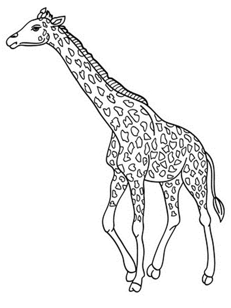How To Draw A Giraffe - PRB ARTS