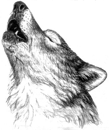 Highly Detailed Grey Wolf Face Drawing - Intense Color Saturation Stock  Illustration - Illustration of contest, front: 293857486