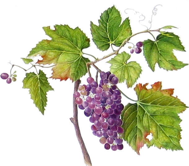 Grape Vine | Suzanne Kuuskmae.com