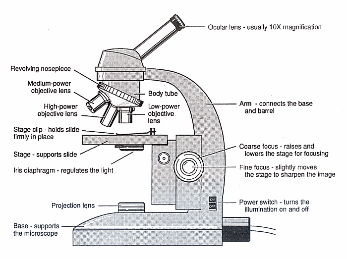 Solved Label the parts of the microscope in the table below | Chegg.com