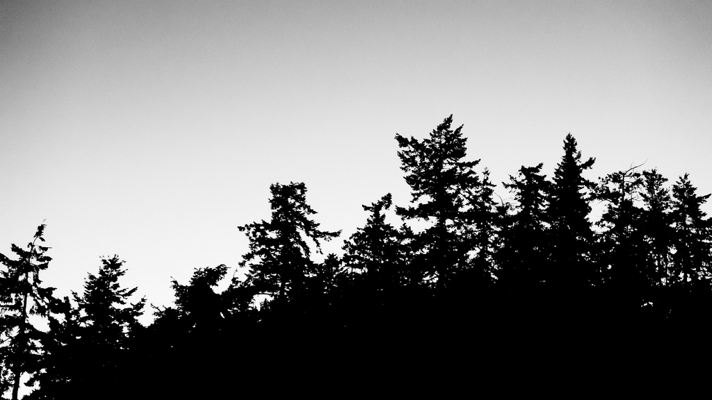 Forest Silhouette | Flickr - Photo Sharing!