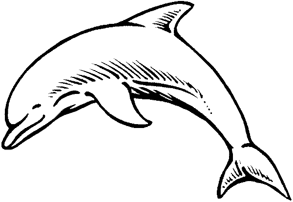 Dolphin Coloring Pages | Clipart library - Free Clipart Images