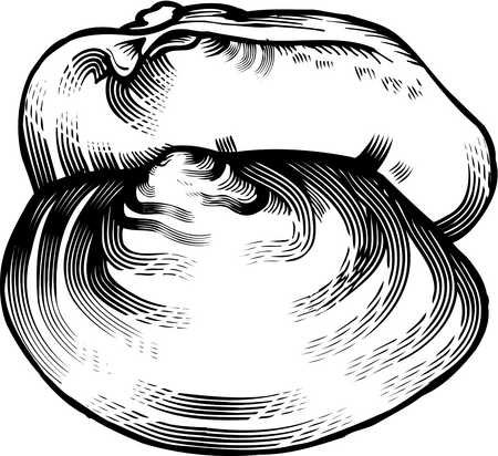 Stock Illustration - A black and white drawing of a clam