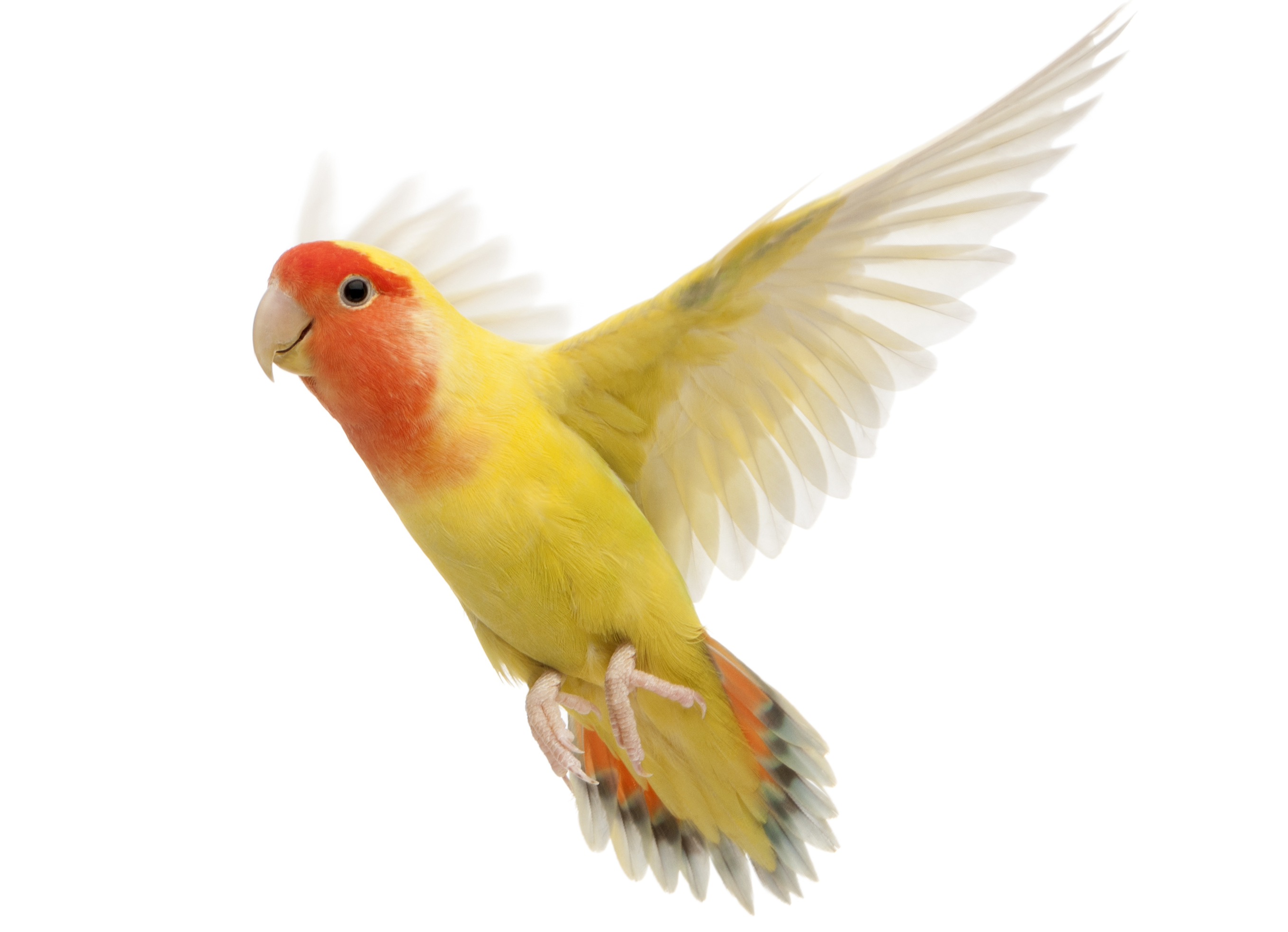 Average Bird Lifespans - Petfinder