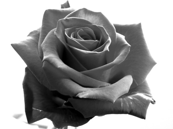 Black And White Roses Pictures | Tumblr Life