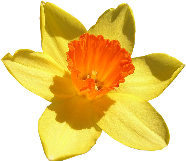 Free Daffodil, Download Free Daffodil png images, Free ClipArts on ...