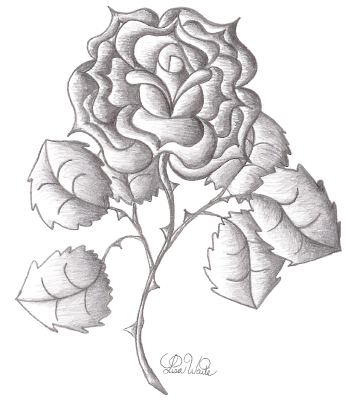 Rose Drawings In Black And White - Gallery