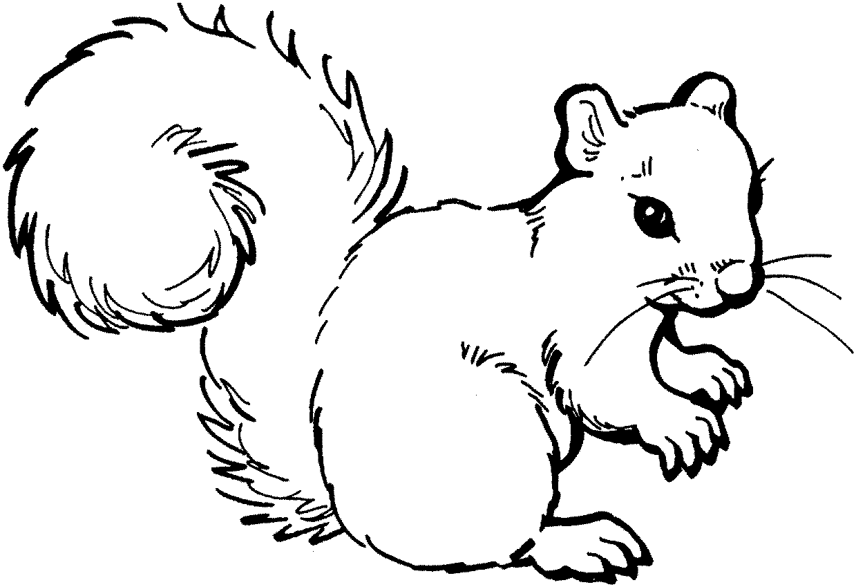 black and white squirrel clipart