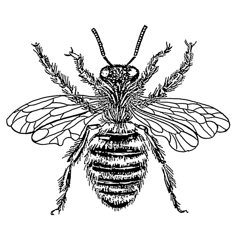 Buzzing with Simplicity - Bee Line Art for Your Design Needs