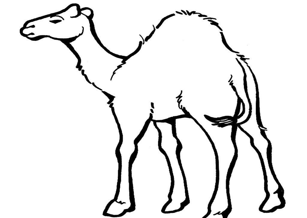 Download Free Camel Pictures To Print, Download Free Clip Art, Free Clip Art on Clipart Library