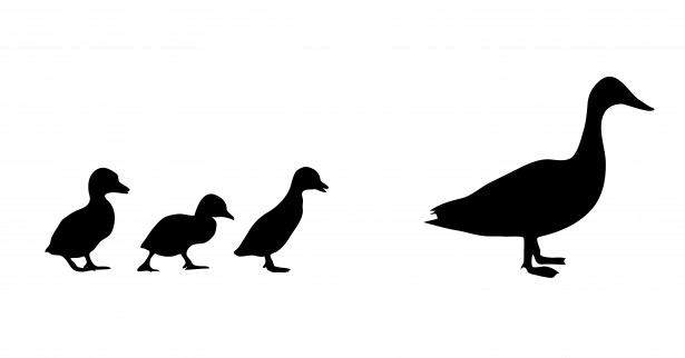 Duck  Ducklings Silhouette Free Stock Photo - Public Domain Pictures
