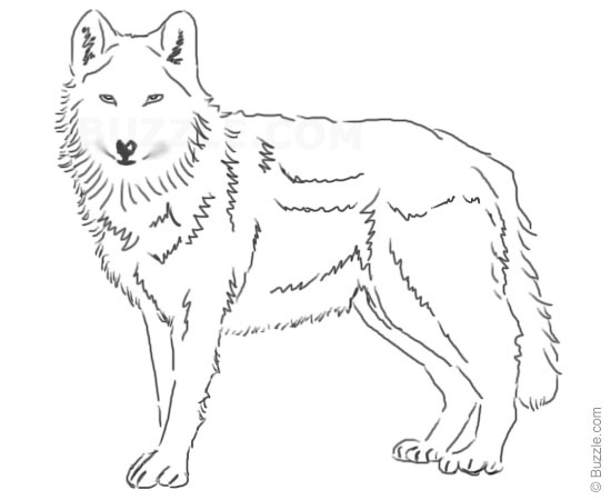easy wolf drawings in pencil