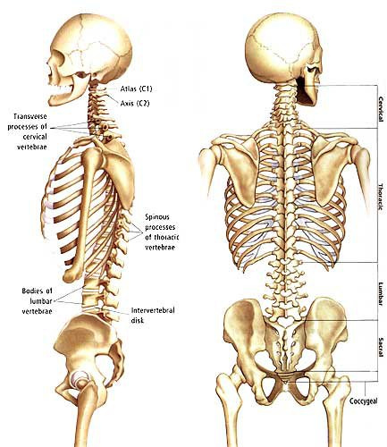 Скелет человека спина. Анатомия спины кости. Поясница скелет. Скелет со спины.