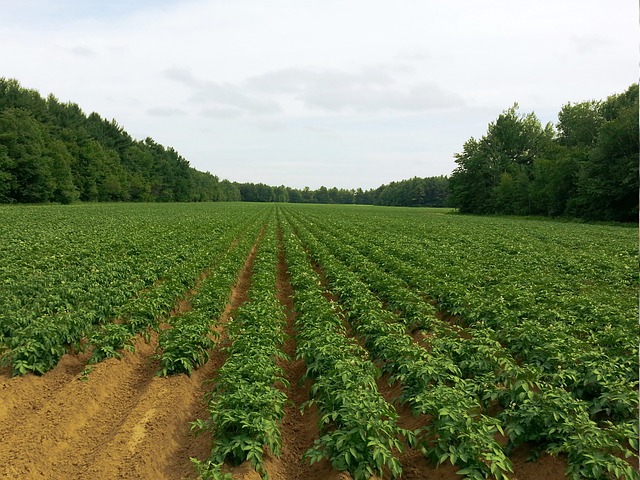 Rows of lush green potato plants growing in a cultivated field bordered by dense forest under an overcast sky.
