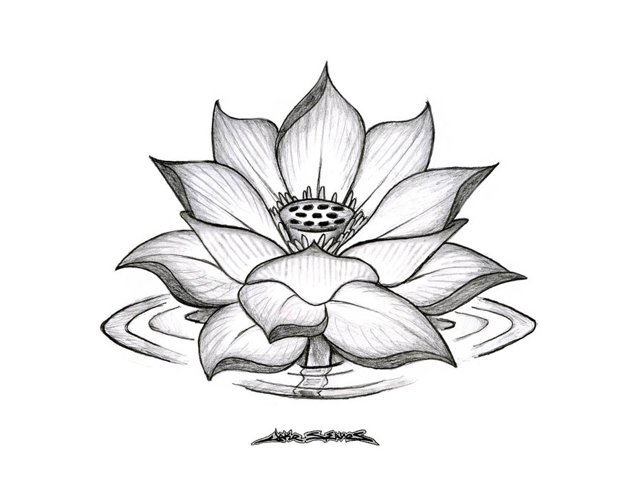 Lotus flower doodle icon isolated on white Vector Image