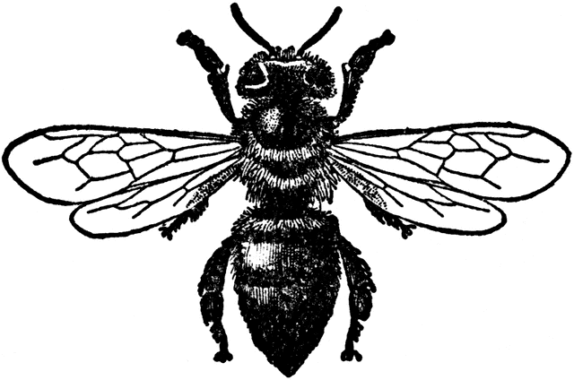 Detailed black-and-white line drawing of a honeybee showing wings, segmented body, antennae, and legs.