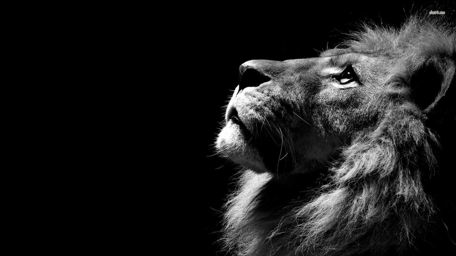 Lion in the shadows wallpaper - Animal wallpapers - #12072