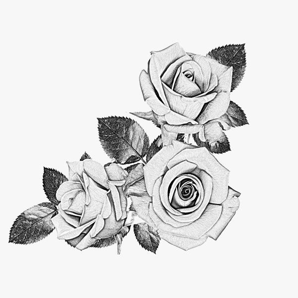 Black Rose Designs | Rose black and white sketch psd layered 