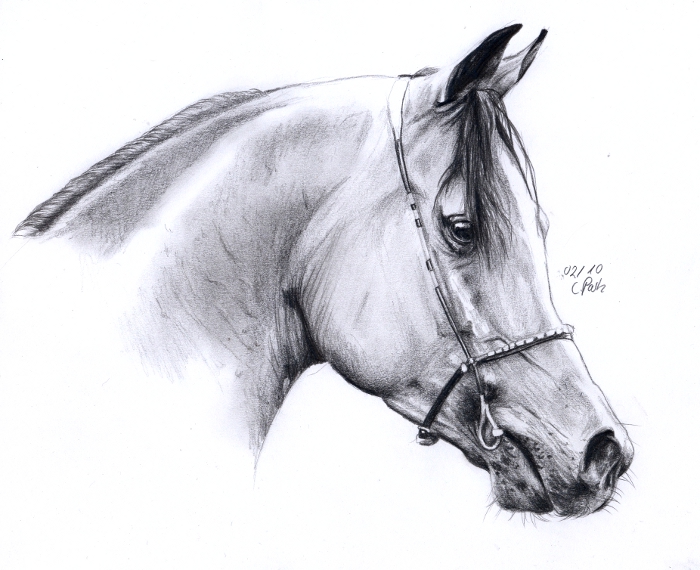 Horse Head Drawing Illustration 96909979  Megapixl