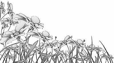 Flowers Black And White Animation Stock Footage Video 3084214 