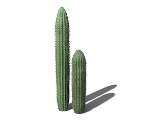 Free High Resolution graphics and clip art: cactus and desert 