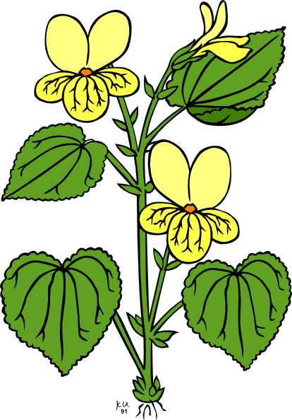 Yellow Viola Plant Illustration - Botanical Drawing for Gardeners & Educators