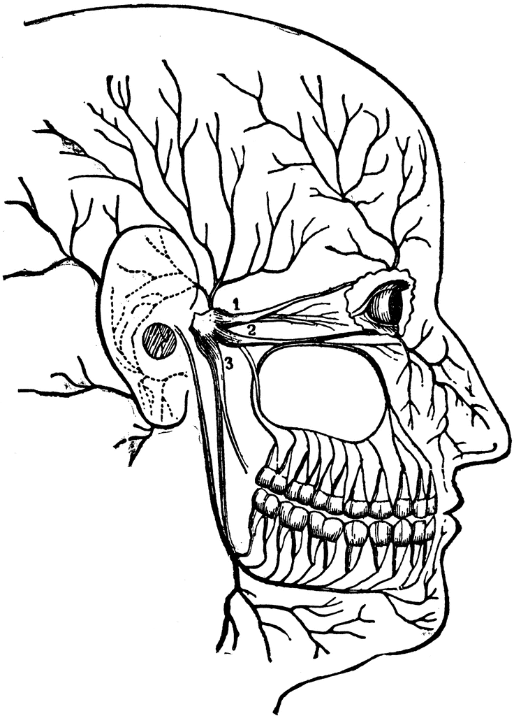 Labeled anatomical illustration of human head in profile showing cranial nerves, skull, teeth, and vascular structures.