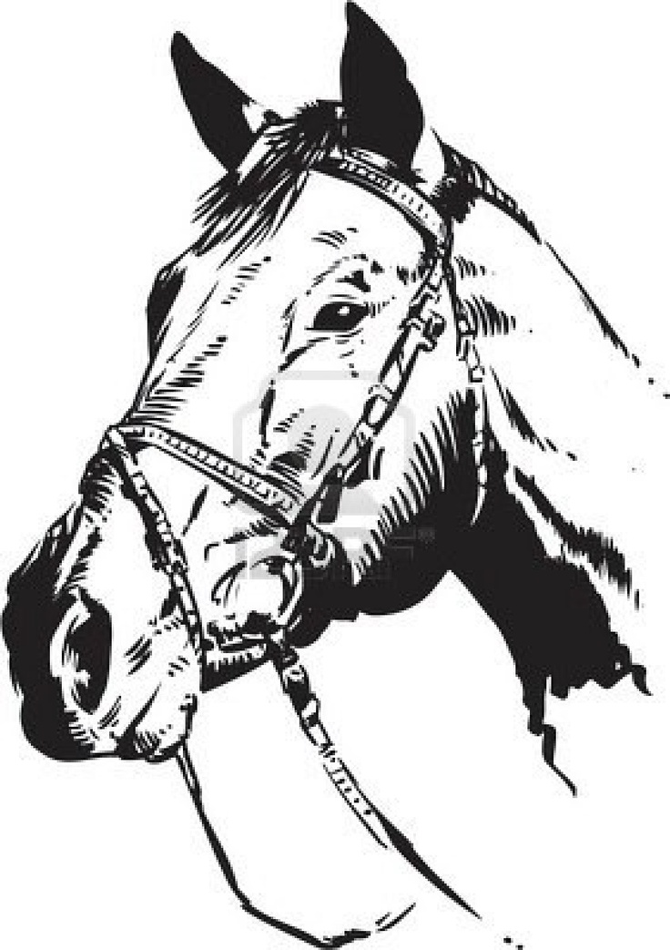 horse face clip art black and white