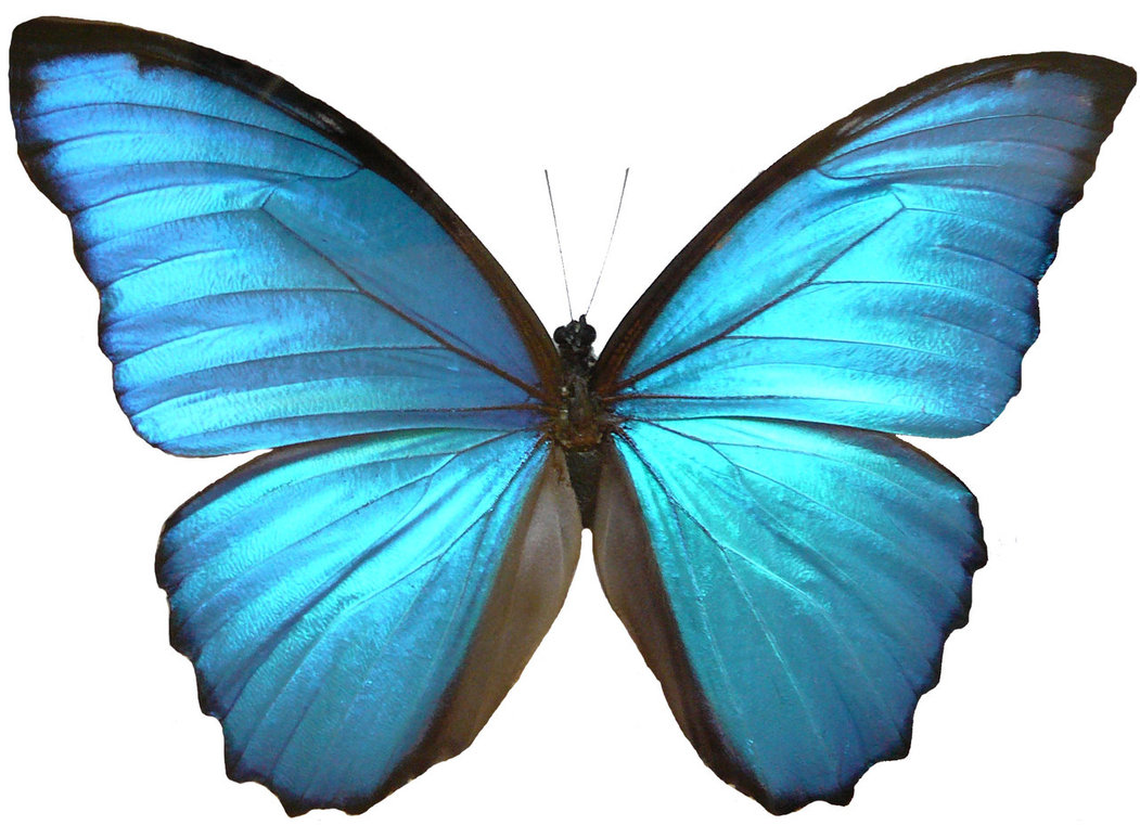 Blue Butterfly Drawings - Clipart library
