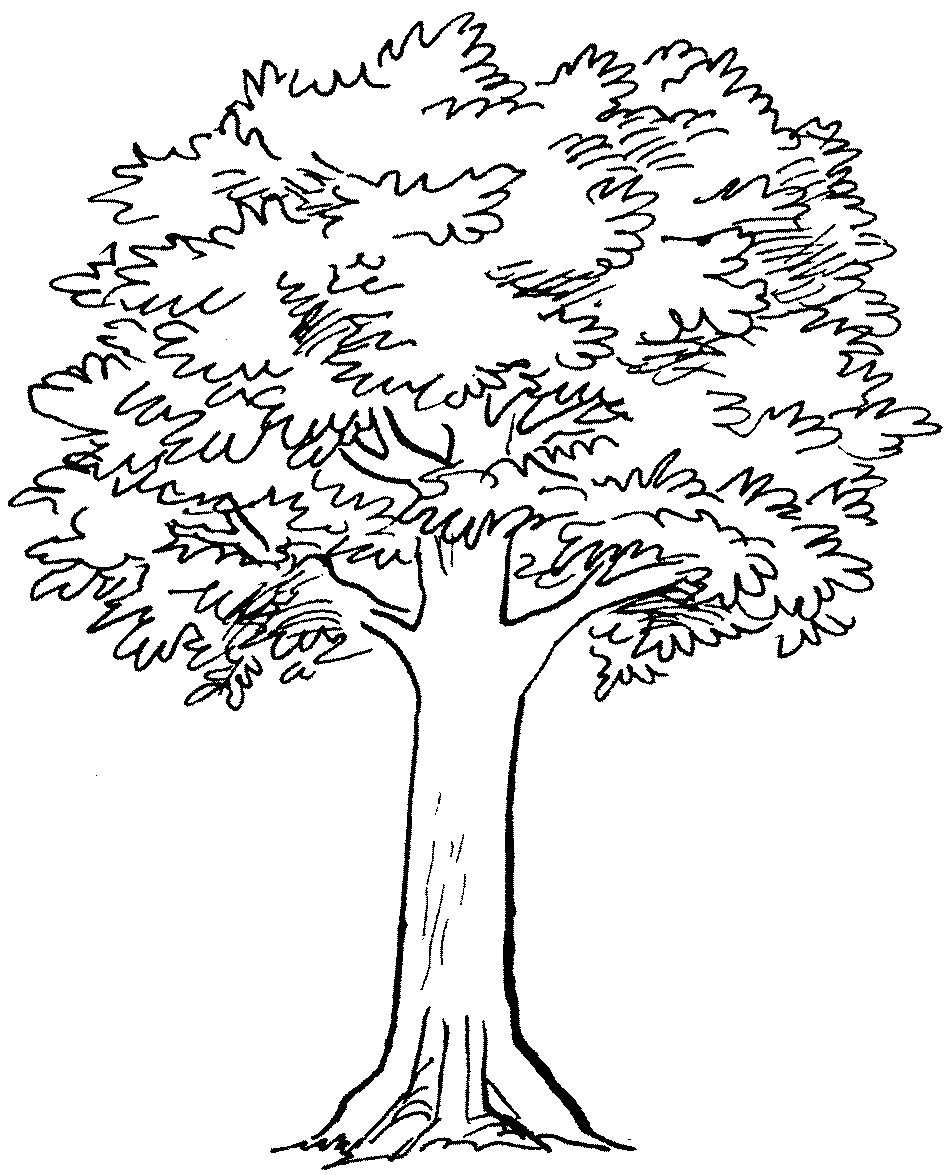 Drawing of a tall tree with deep foliage free image download
